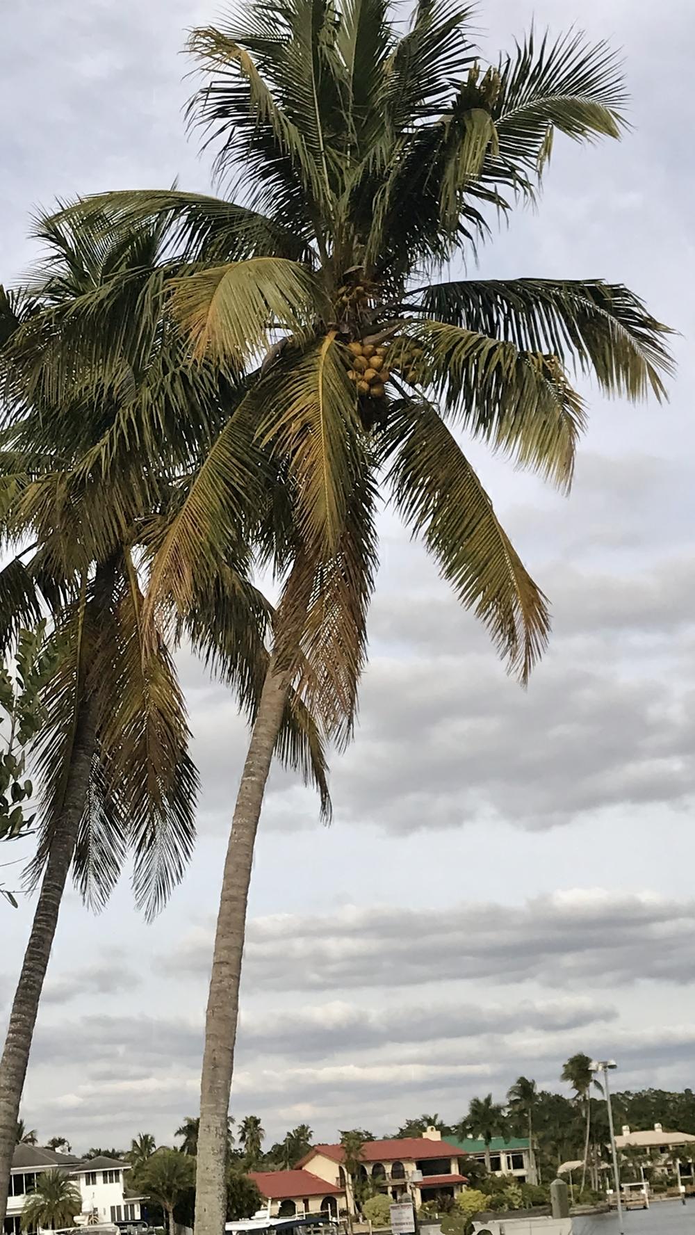 Photo of Coconut Palm (Cocos nucifera) uploaded by cwhitt