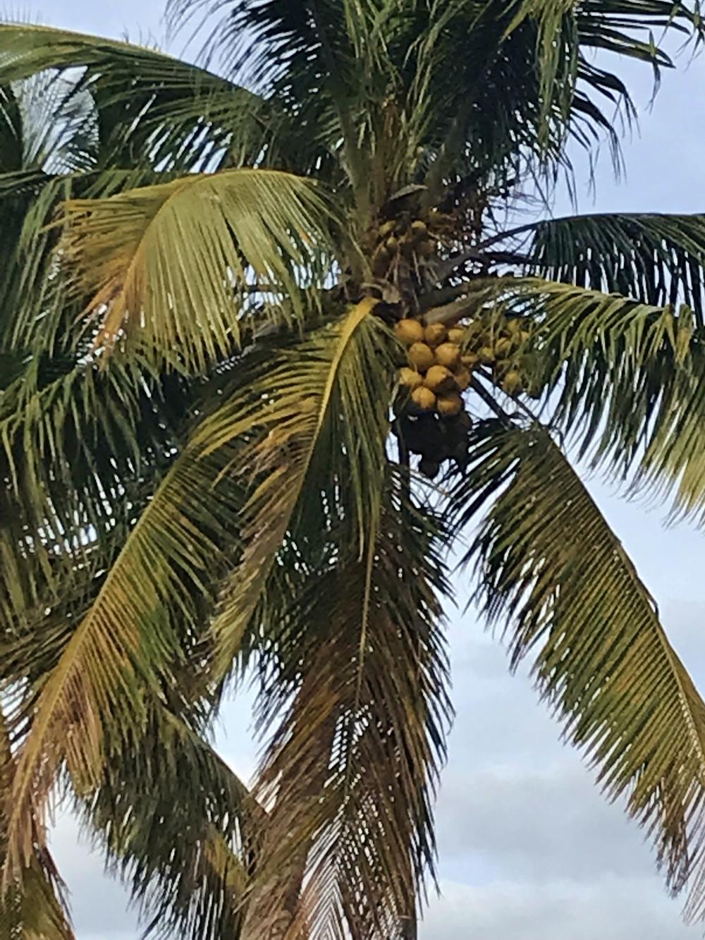 Photo of Coconut Palm (Cocos nucifera) uploaded by cwhitt