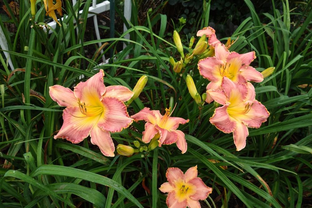 Photo of Daylily (Hemerocallis 'In My Pink High Heels') uploaded by mantisOH