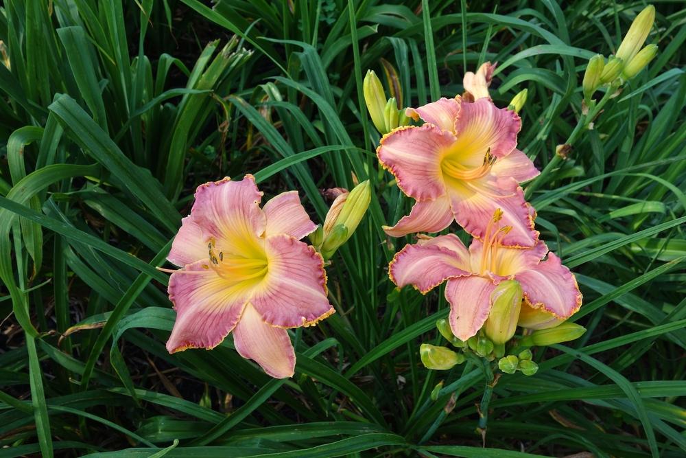 Photo of Daylily (Hemerocallis 'In My Pink High Heels') uploaded by mantisOH