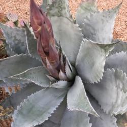 Location: Sun Lakes, AZ
Date: 2019-01-18
Many Agave coloratas are blooming this winter in Phoenix