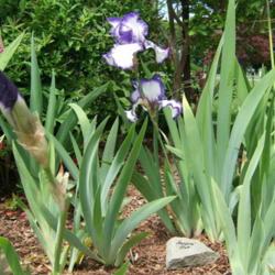 Location: Iris garden - full sun - zone 7
Date: 2015-06-04