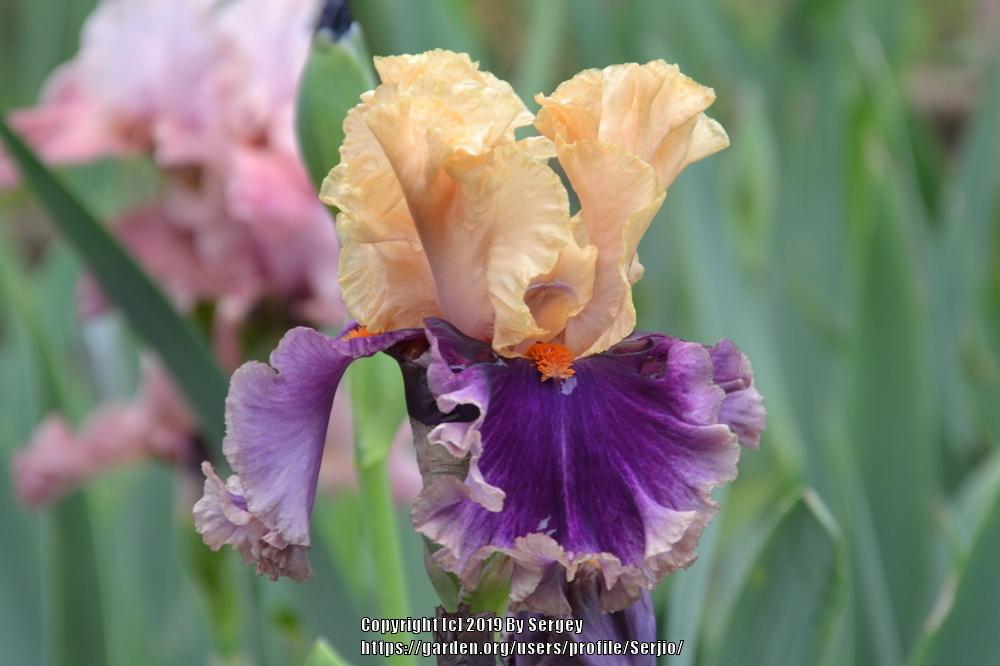 Photo of Tall Bearded Iris (Iris 'Hollywood Lights') uploaded by Serjio