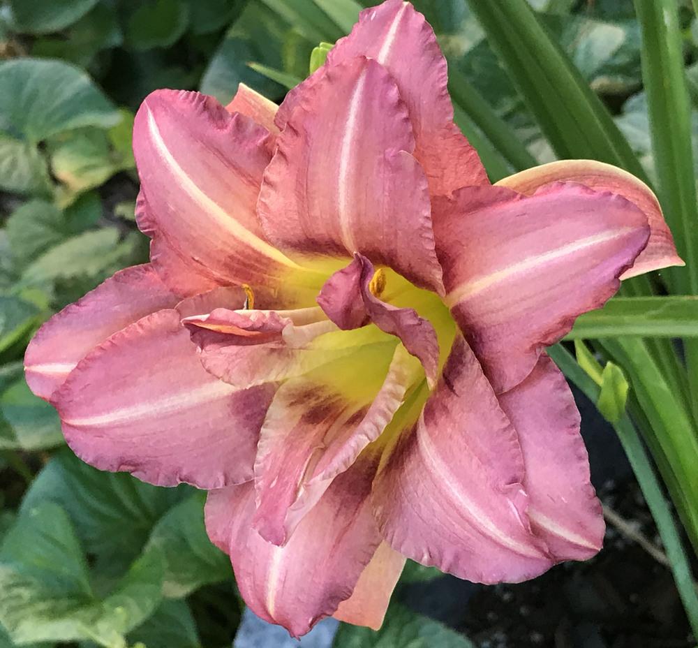 Photo of Daylily (Hemerocallis 'Miss Piggy's Feather Boa') uploaded by bxncbx