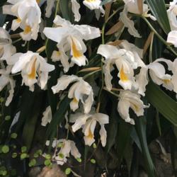 Location: Susquehanna Orchid Society Show at Milton & Catherine Hershey Conservatory at Hershey Gardens, Hershey, Pennsylvania, USA
Date: 2019-02-03
charlesworthii