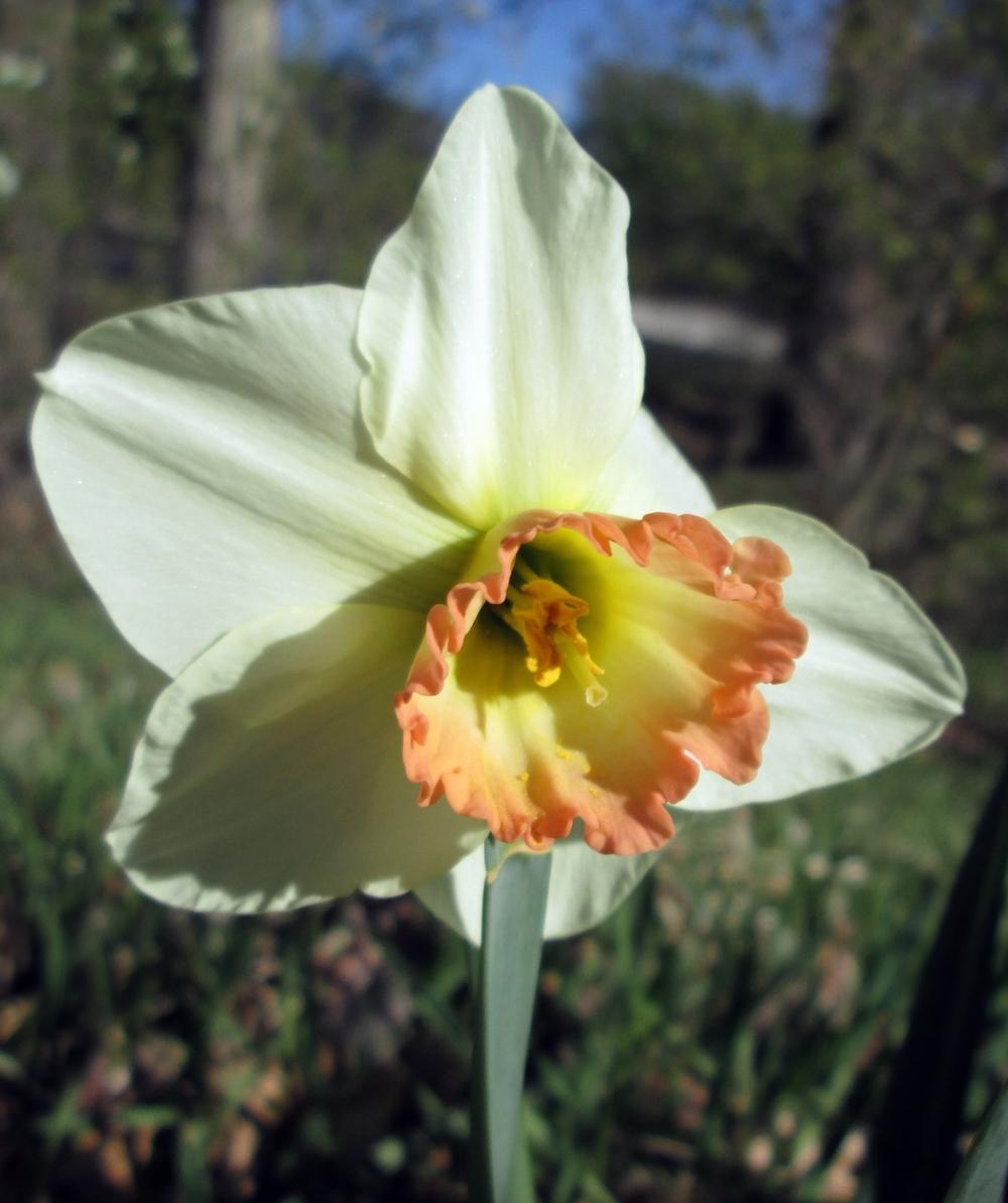 Photo of Large-cupped Daffodil (Narcissus 'Fragrant Rose') uploaded by lauribob