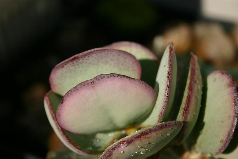 Photo of Silver Jade (Crassula arborescens) uploaded by loosertora