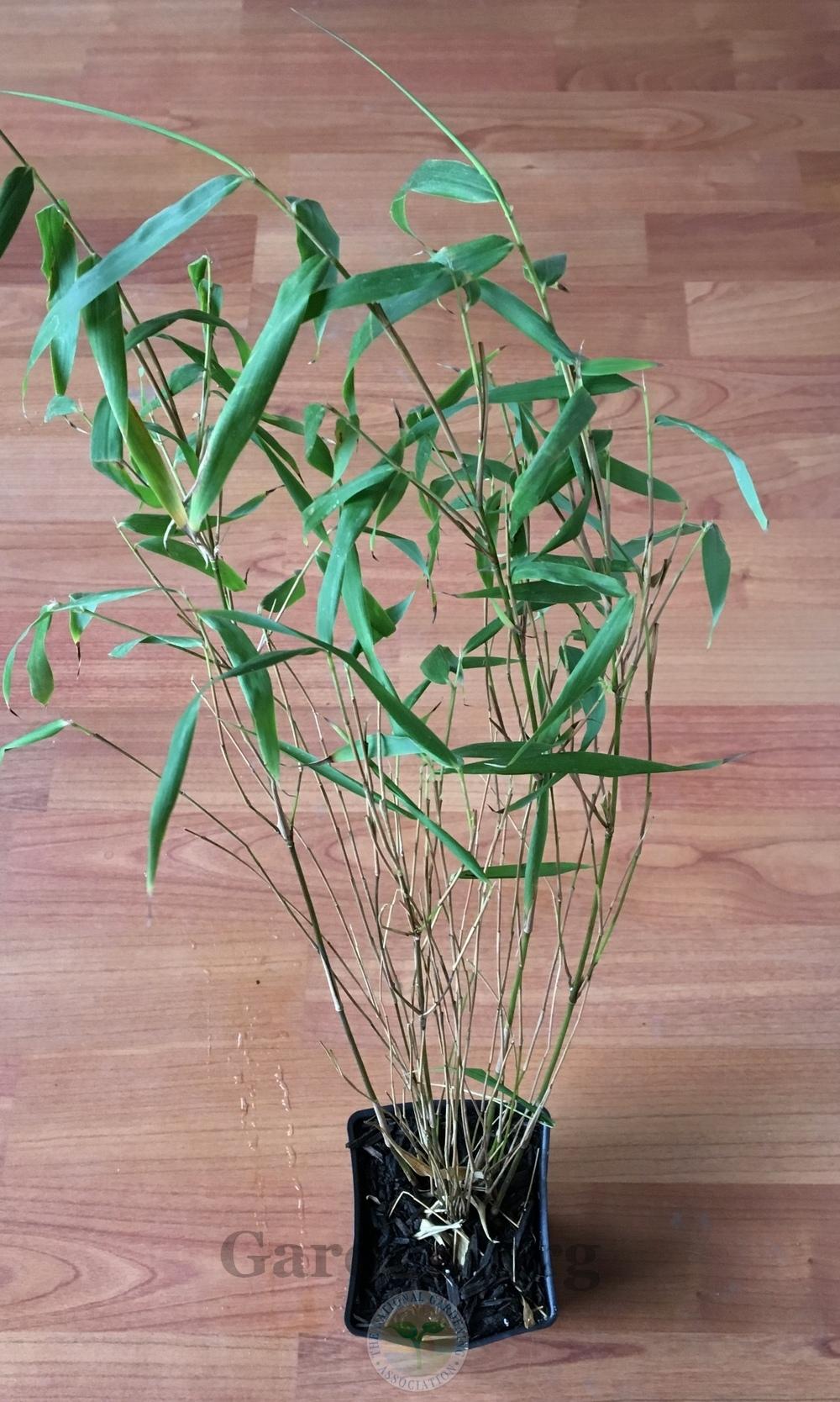 Photo of Coarse-Flowered Bamboo (Fargesia scabrida) uploaded by BlueOddish
