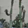 Euphorbia 'Tanzania' (syn. Monadenium) Euphorbiaceae Cactus