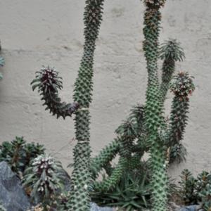 Euphorbia 'Tanzania' (syn. Monadenium) Euphorbiaceae Cactus