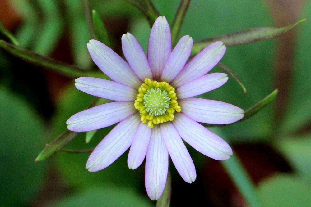 Photo of Wind-Flower (Anemone berlandieri) uploaded by GrammaChar