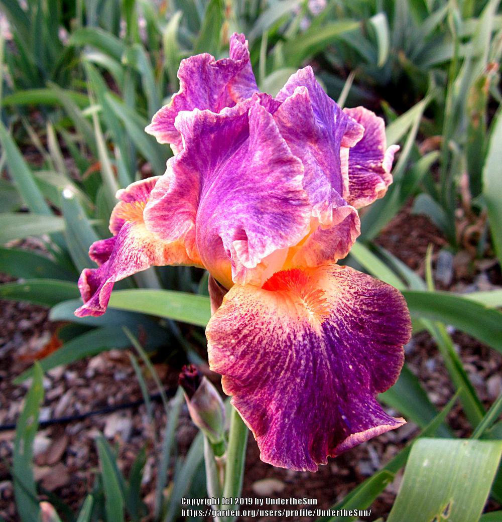 Photo of Intermediate Bearded Iris (Iris 'Eyedazzler') uploaded by UndertheSun