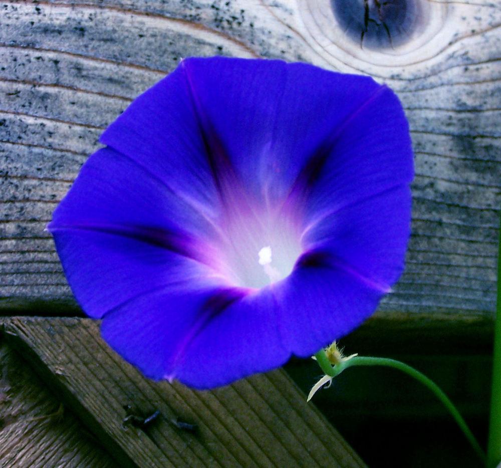 Photo of Morning Glories (Ipomoea) uploaded by _Bleu_