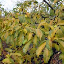 Location: Twisp
Date: October
My unknown yellow plum tree
