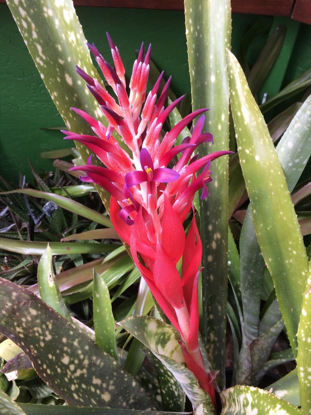 Photo of Billbergia 'Fantasia' uploaded by plantmanager
