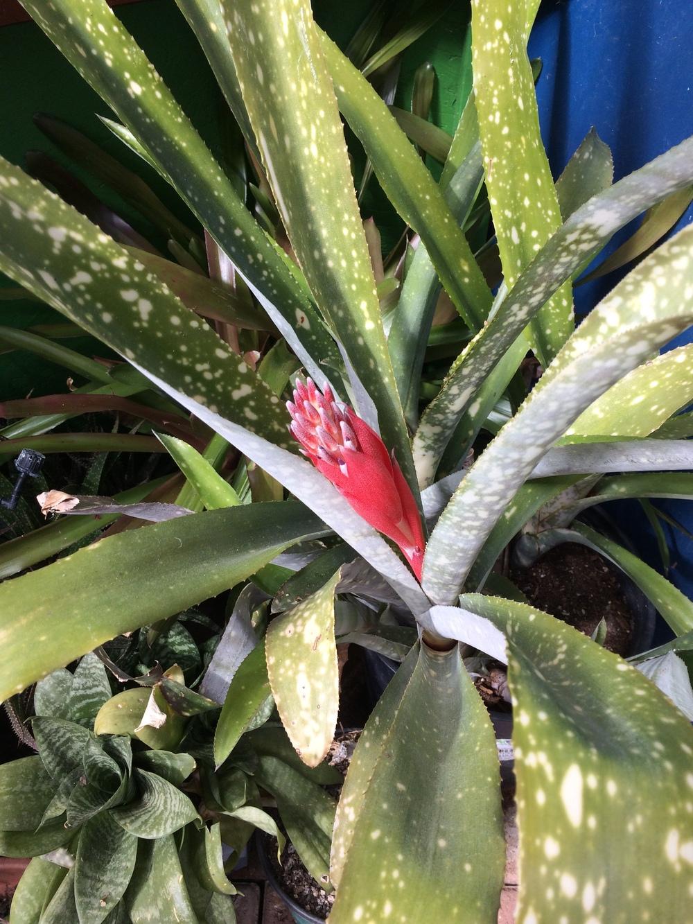 Photo of Billbergia 'Fantasia' uploaded by plantmanager