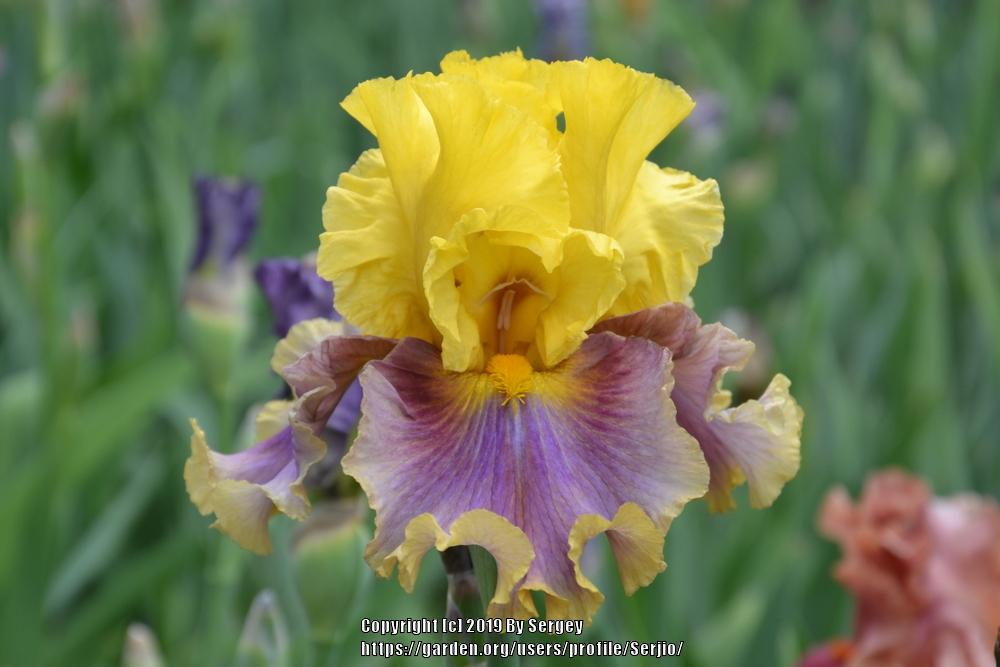 Photo of Tall Bearded Iris (Iris 'In Living Color') uploaded by Serjio