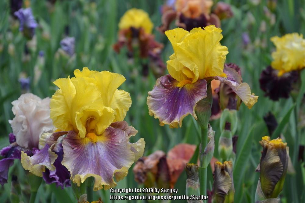 Photo of Tall Bearded Iris (Iris 'In Living Color') uploaded by Serjio