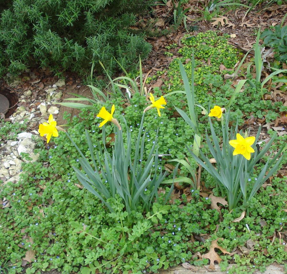 Photo of Large-Cupped Daffodil (Narcissus 'Saint Keverne') uploaded by lovemyhouse