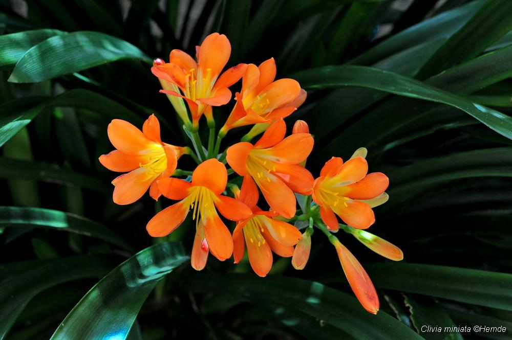 Photo of Clivia Lily (Clivia miniata 'Belgian Hybrid') uploaded by Hemde