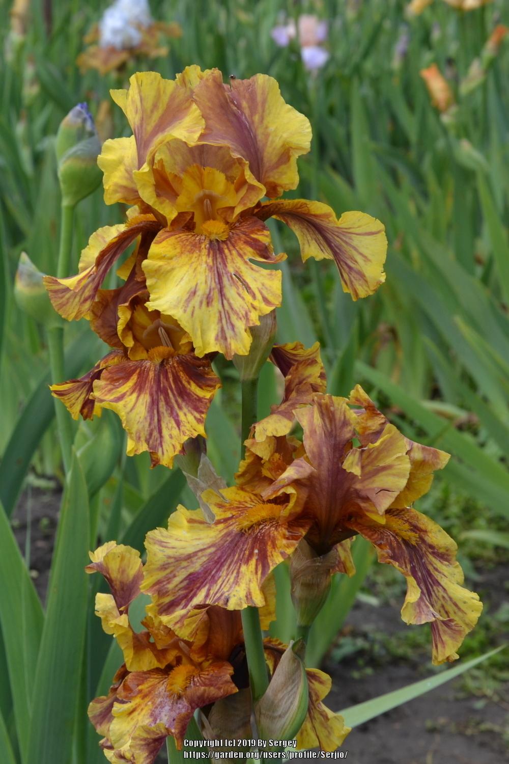 Photo of Tall Bearded Iris (Iris 'Infernal Fire') uploaded by Serjio