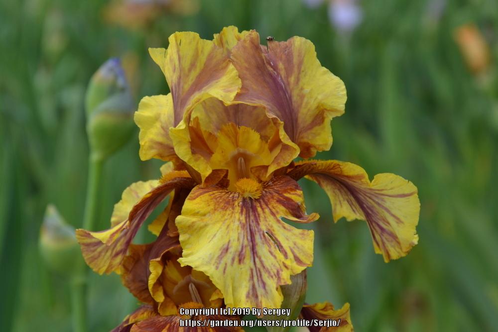 Photo of Tall Bearded Iris (Iris 'Infernal Fire') uploaded by Serjio
