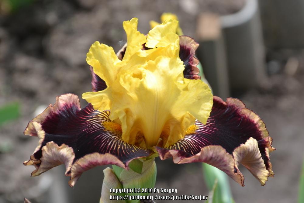 Photo of Tall Bearded Iris (Iris 'Indulgence') uploaded by Serjio