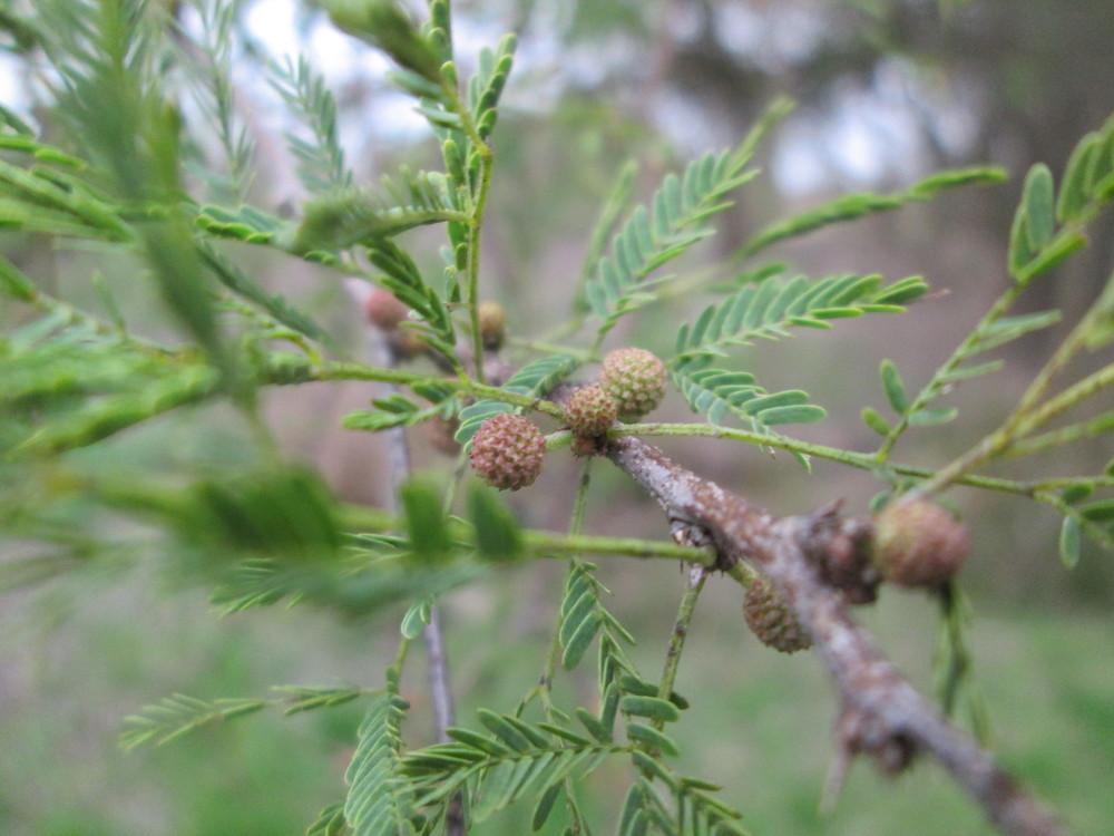 Photo of Sweet Acacia (Vachellia farnesiana) uploaded by christinereid54