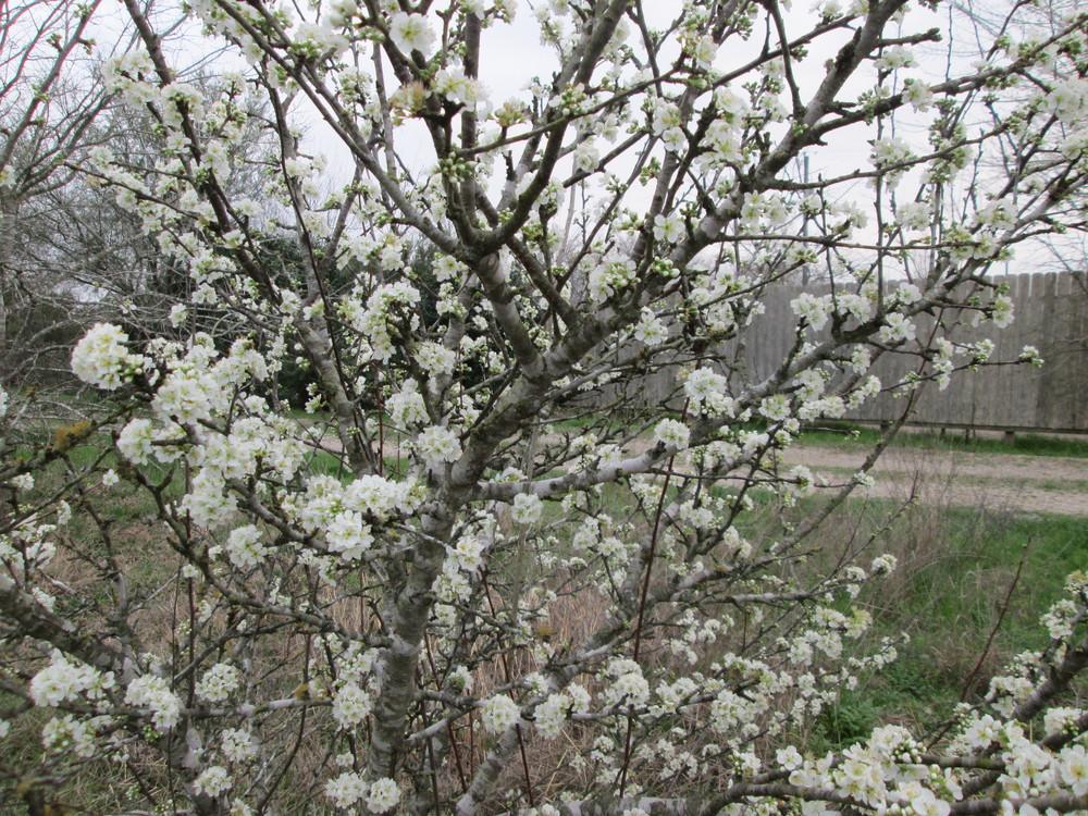 Photo of Plums (Prunus umbellata) uploaded by christinereid54
