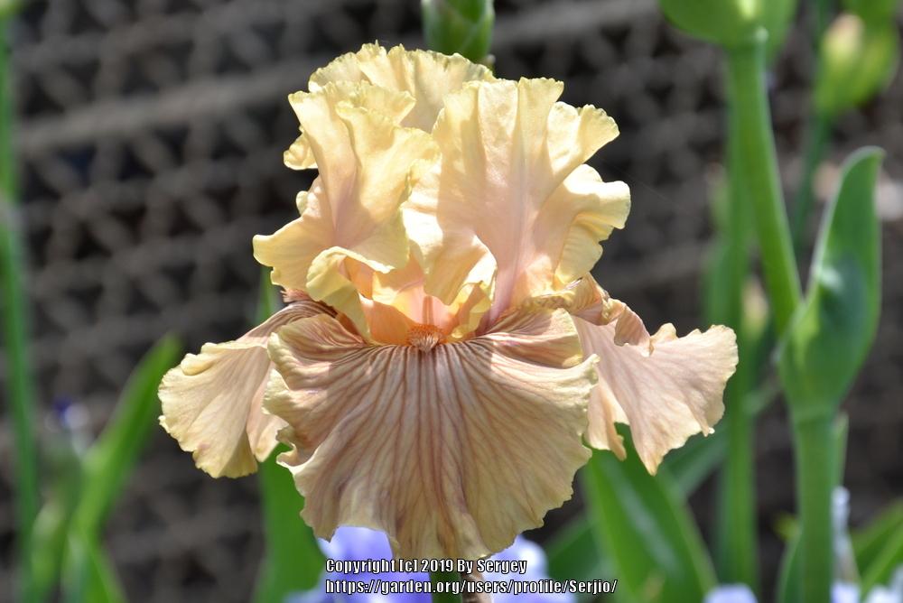 Photo of Tall Bearded Iris (Iris 'Just Crazy') uploaded by Serjio
