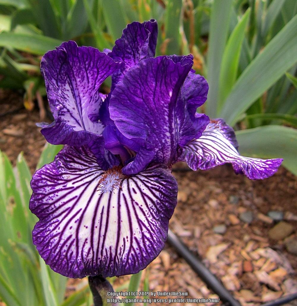 Photo of Intermediate Bearded Iris (Iris 'Line Drive') uploaded by UndertheSun
