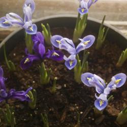 Location: Pennsylvania
Date: 2019-02-10
Iris reticulata forced indoors in February