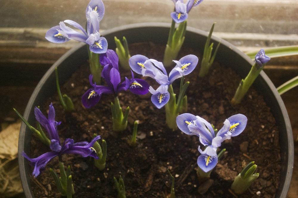 Photo of Reticulated Iris (Iris reticulata) uploaded by AudreyDee