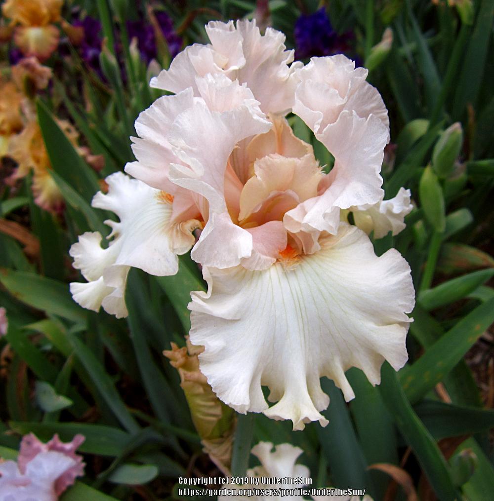 Photo of Tall Bearded Iris (Iris 'Double Wedding') uploaded by UndertheSun