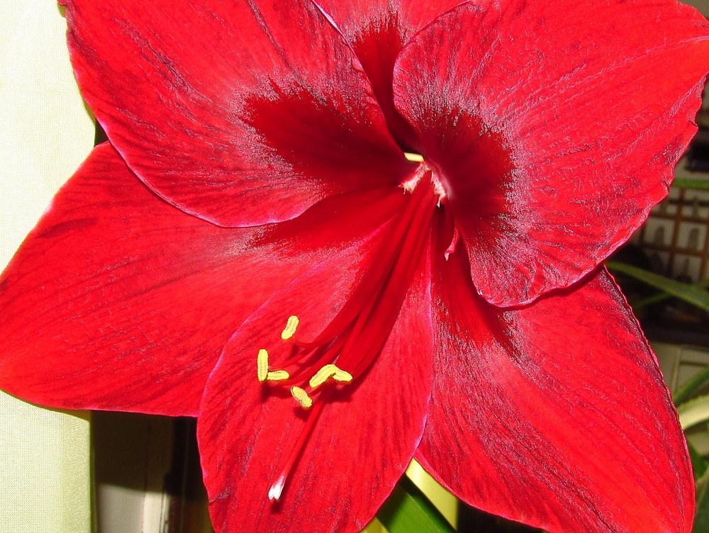 Photo of Amaryllis (Hippeastrum 'Red Pearl') uploaded by jmorth