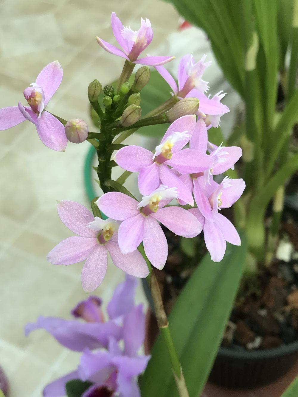 Photo of Orchid (Epidendrum Miura Valley) uploaded by Ursula