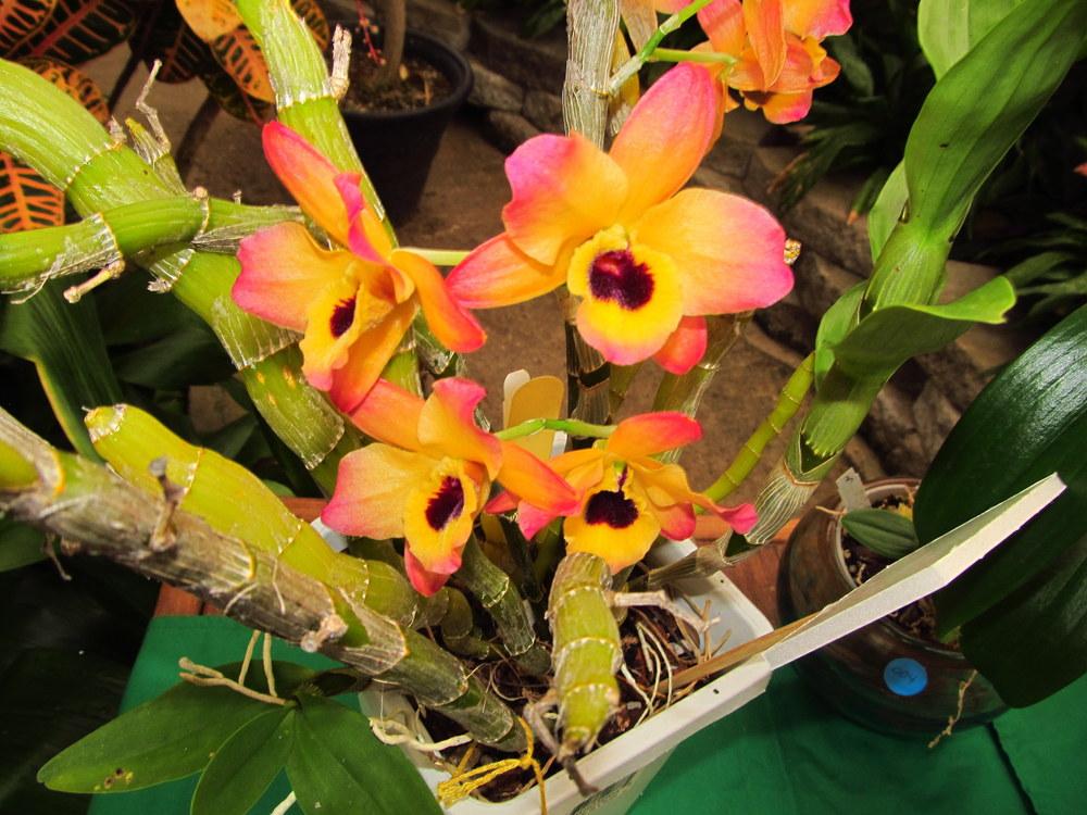 Photo of Orchid (Dendrobium) uploaded by jmorth