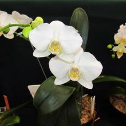 Location: central Illinois
Date: 2-10-19
Prairie State Orchid Society show  in Springfield