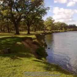Location: Belarus
Date: 2012-09-30
Oaks on the banks of the Neman River