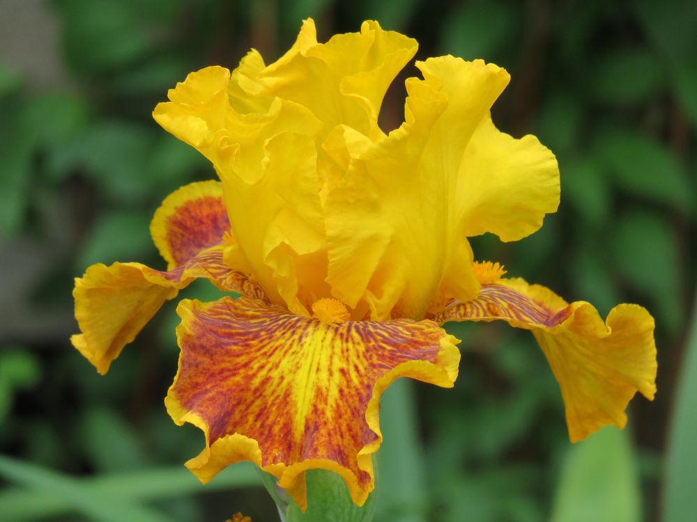Photo of Tall Bearded Iris (Iris 'Dazzling Gold') uploaded by Bloomers