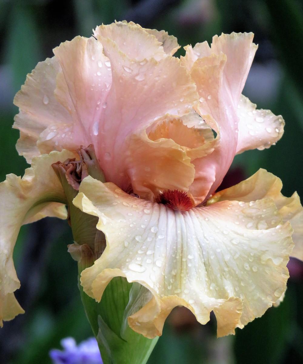 Photo of Tall Bearded Iris (Iris 'A Star Is Born') uploaded by Bloomers
