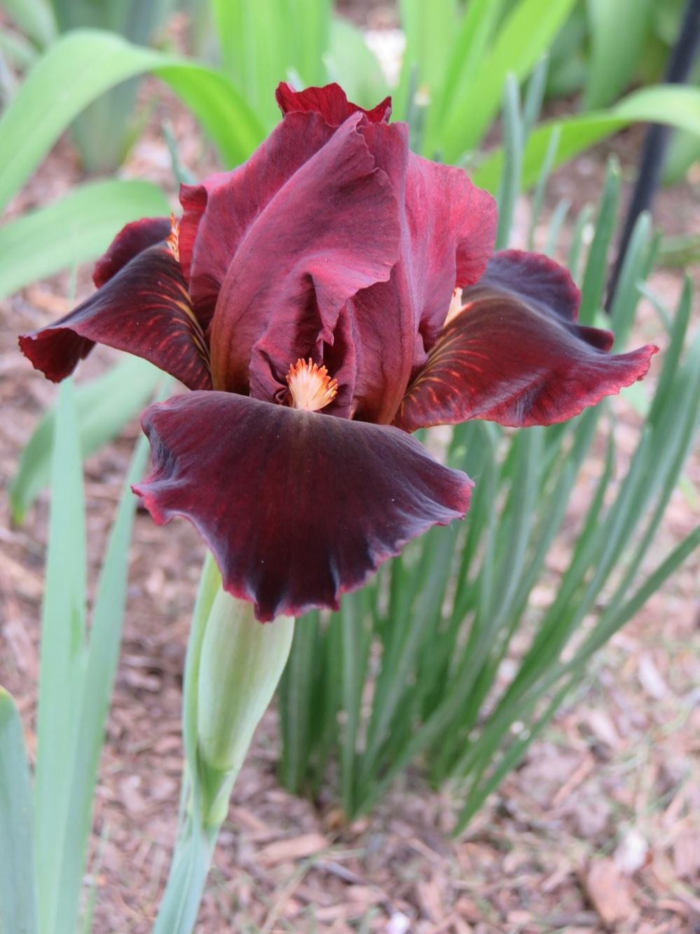 Photo of Standard Dwarf Bearded Iris (Iris 'Flaming Lips') uploaded by Bloomers