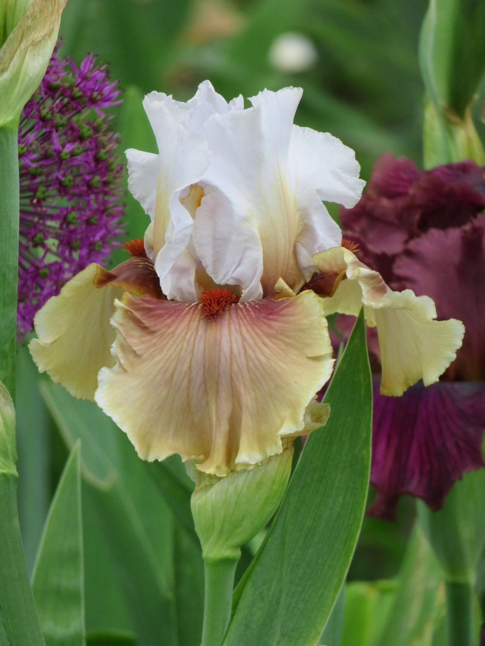 Photo of Tall Bearded Iris (Iris 'Guatemala') uploaded by Bloomers