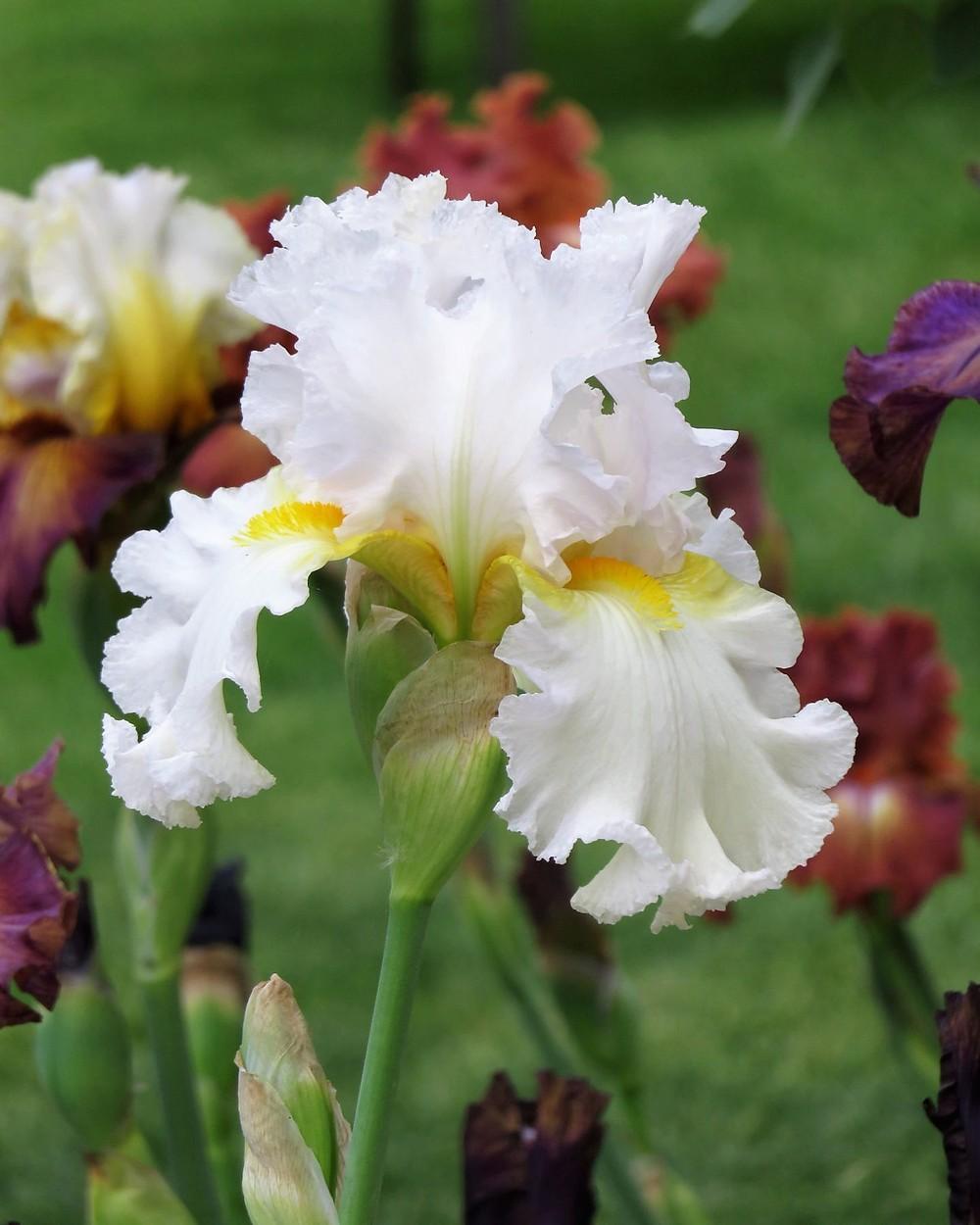 Photo of Tall Bearded Iris (Iris 'Hawaiian Moonlight') uploaded by Bloomers
