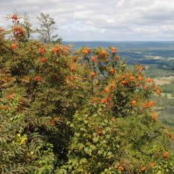 Location: Hawk Mountain Sanctuary, Pennsylvania
Date: 2015-08-27
wild trees on mountain outlook