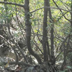 Location: Hawk Mountain Sanctuary, Pennsylvania
Date: 2015-08-27
multi-trunks of a tree