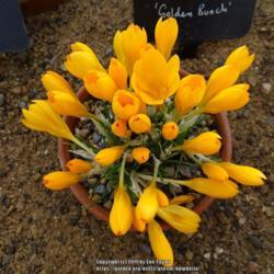 Location: RHS Harlow Carr alpine house, Yorkshire
Date: 2019-02-10