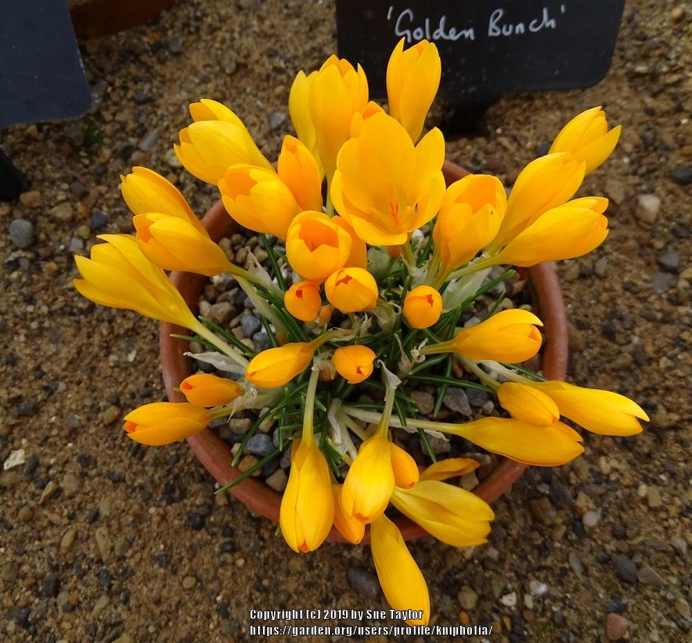 Photo of Crocus (Crocus ancyrensis 'Golden Bunch') uploaded by kniphofia