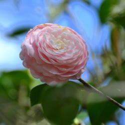 Location: Winter Park, FL zone 9b
Date: 2019-02-11
Pretty pink Camellia taken at Leu Gardens FL