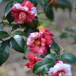 Location: Winter Park, FL zone 9b
Date: 2019-02-11
Red and White colored Camellia at Leu Gardens FL